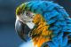 Colorful Peacock Canvas Print