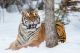 White Tiger In The Snow Canvas Print