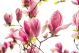 White And Pink Chinese Magnolia Flowers On A Tree Canvas Print