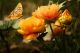 Yellow and Black Flower and Beautiful Butterfly Canvas Print