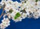 Spring Cherry Tree Blossom Canvas Print