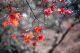 Red Japanese Maple Autumn Fall Canvas Print