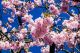 Flowering Cherry Trees In The Old Country In Germany Canvas Print