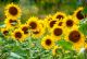 Sunflower Blooming Canvas Print
