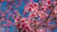 Wild Himalayan Cherry Or Thailand Sakura Canvas Print