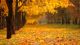 Yellow Autumn Forest. Fallen Leaves On The Ground Canvas Print