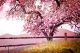 Blossom Tree Over Nature Background Canvas Print