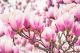 Close UP Of Pink Mangnolia Flower Canvas Print
