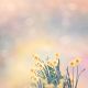 Yellow Daffodil Flowers Blooming In The Garden canvas Print