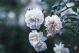 Flower Gypsophila White Buds Canvas Print