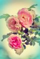 Vintage Flowers Canvas Print