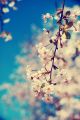 Spring Blossom Tree Over Nature Canvas Print