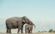 Elephant Mother And Her Baby Canvas Print