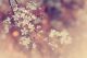 Spring Cherry Blossom Canvas Print