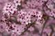 Wild Cherry Flowers Blossom Canvas Print
