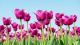 Pink Tulips In Spring Canvas Print