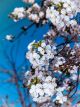Flowers Of The Cherry Blossoms On A Spring Day Canvas Print