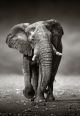 African Elephant Canvas Print