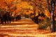 Beautiful Romantic Alley In A Park With Colorful Trees, Autumn Landscape Canvas Print