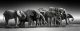 Herd Of Elephants Canvas Print