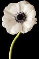 White Anemone On Black Background Canvas Print