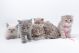 Little Kittens Canvas Print