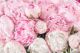Bouquet Of Pink Peonies Canvas Print