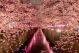 Cherry Blossoms at night in Tokyo