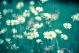 Beautiful White Daisy Flowers Canvas Print
