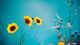 A Bunch Of Wild Flowers Shining In Sun Light Canvas Print