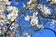 Beautiful Flowering Almond Canvas Print