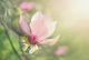 Blur Mangnolia Flower Canvas Print