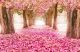 Romantic Tunnel Of Pink Flower Trees Canvas Print