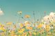 Yellow Cosmos Flowers In Garden Canvas Print
