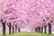 Beautiful Cherry Blossoms In Japan Canvas Print