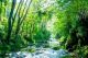 River In Green Spring Forest Canvas Print