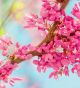 Pink and White Flowers And Blue Sky Canvas Print