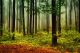 Beautiful Morning in the Forest Canvas Print