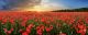 Beautiful Sunset Over Poppy Field Panorama Canvas Print