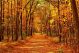 Autumn Forest Scenery with Road of Fall Leaves Canvas Print
