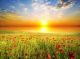 Field with Green Grass and Red Poppies Against the Sunset Sky Canvas Print