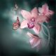 Pink Orchids with a Butterfly Canvas Print