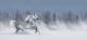 Beautiful Winter Panoramic Landscape with Grey Arabian Horse Canvas Print