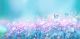 Wild Pink Lilac Flowers on Meadow and Fluttering Butterflies on Blue Sky Background Canvas Print