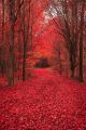 Red Forest In Autumn Canvas Print