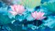 Lotus Flower In Garden Canvas Print