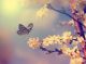 Vintage Butterfly and Cherry Tree Flower in Spring Canvas Print