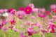 Cosmos Flowers Canvas Print
