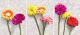 Colorful Flowers on White Background Canvas Print