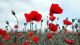 Red Poppies Isolated on a Blurred Gray Background Canvas Print